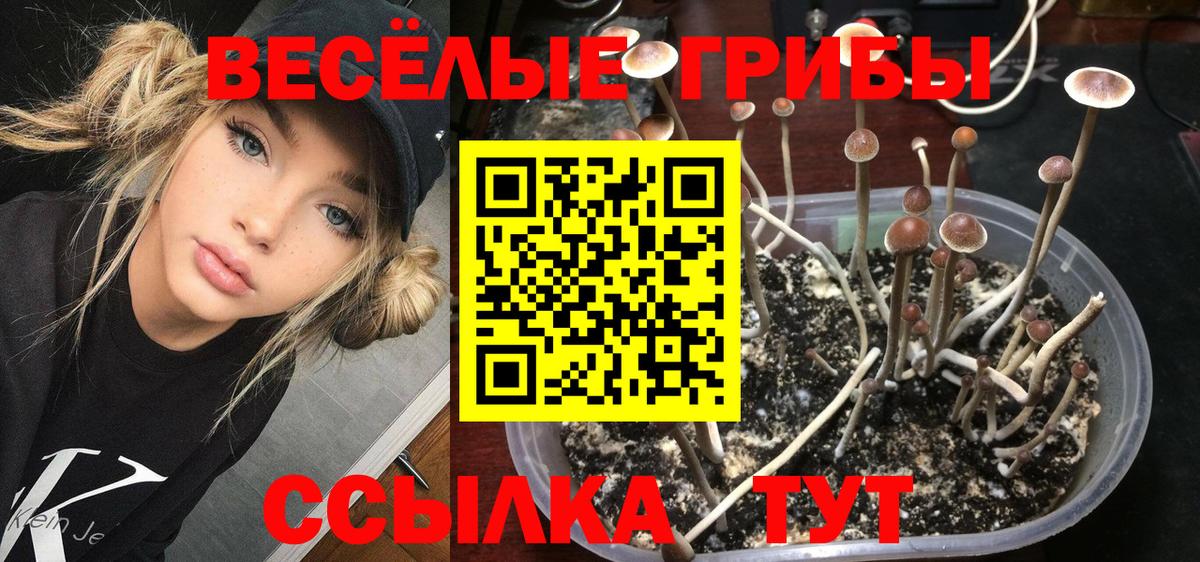 Верхний Уфалей  Псилоцибиновые грибы Psilocybine cubensis  Вход с VPN  Псилоцибиновые грибы Psilocybine cubensis 